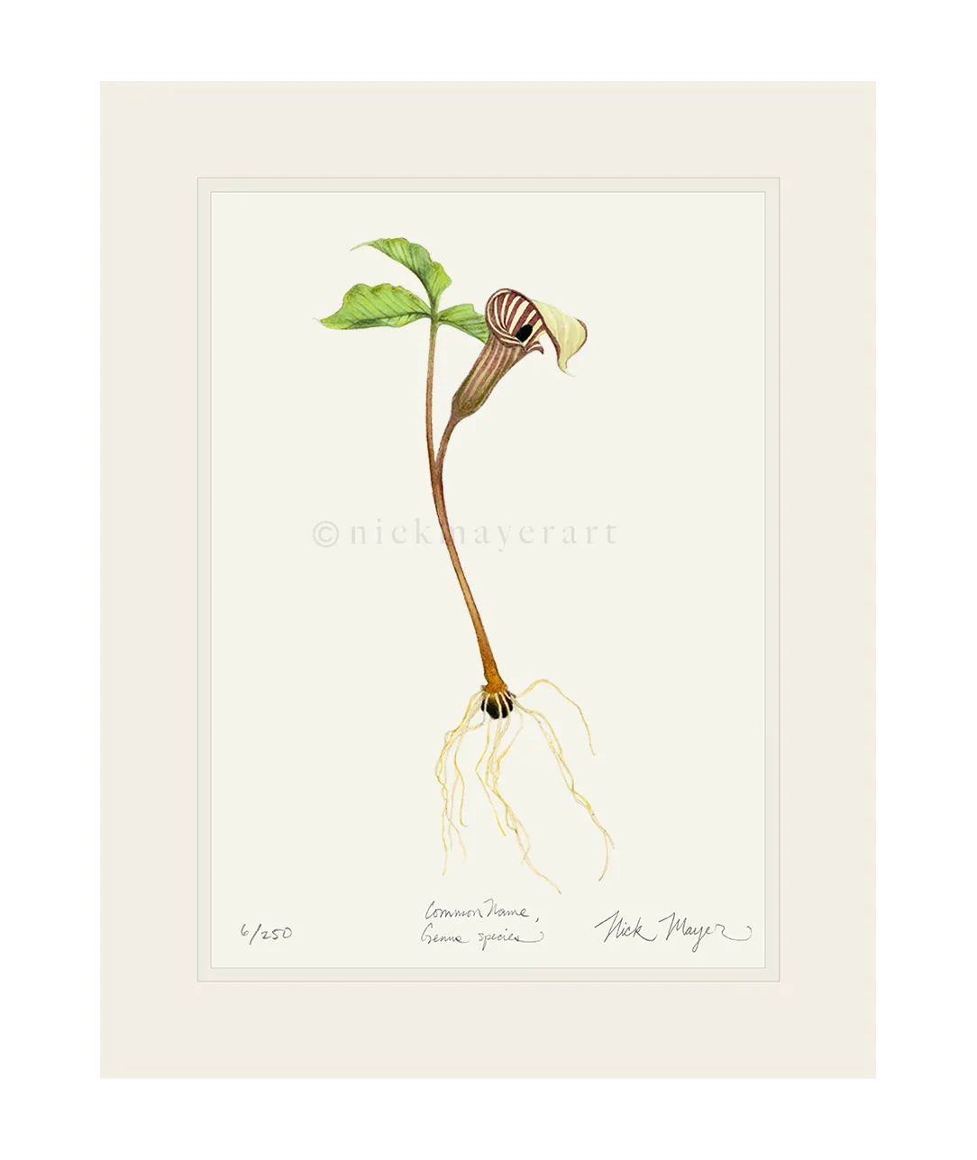 Jack in the Pulpit Wildflower Original Watercolor Painting