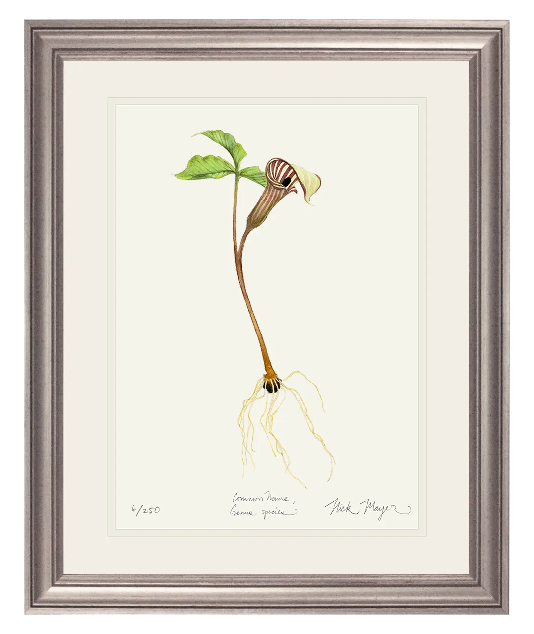 Jack in the Pulpit Wildflower Original Watercolor Painting